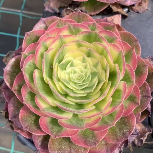 039. Aeonium ‘Aquaman’