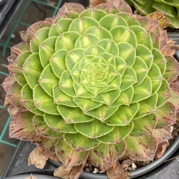 004. Aeonium ‘Do You Know’