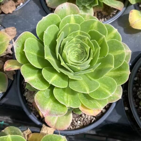 045. Aeonium ‘Emerald Glaze’