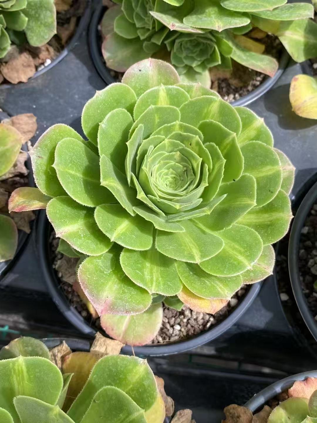 Aeonium20Emerald20Glaze6.jpg