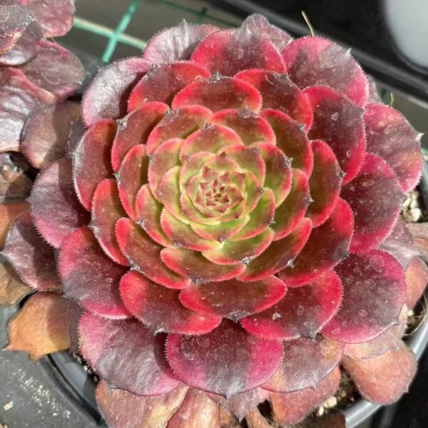 007. Aeonium ‘Fireworks’