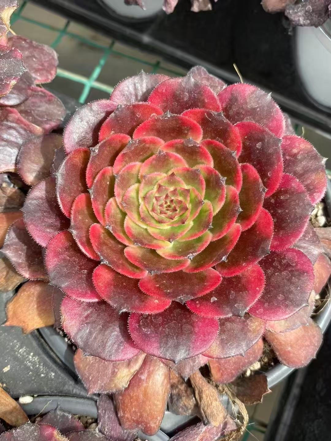 Aeonium20Fireworks2.jpg