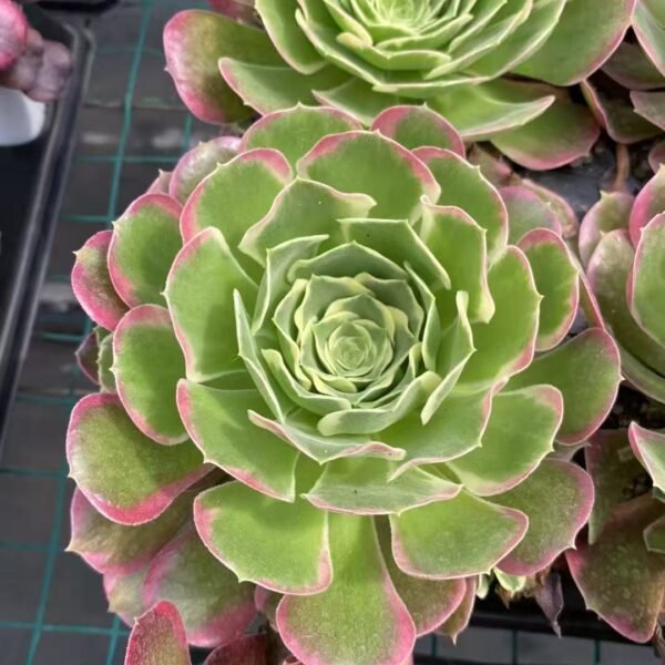 013. Aeonium ‘Moon Cicada’