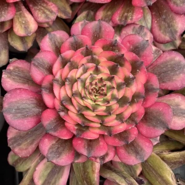014. Aeonium ‘Pink Belle’