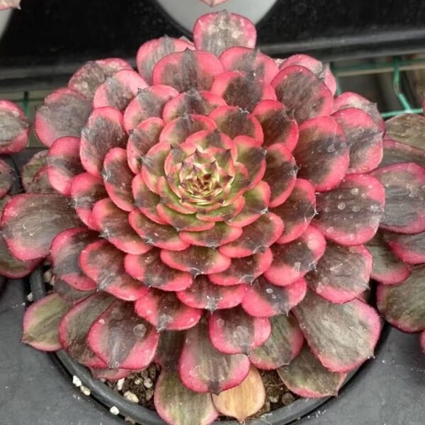 009. Aeonium ‘Pink Moonlight’