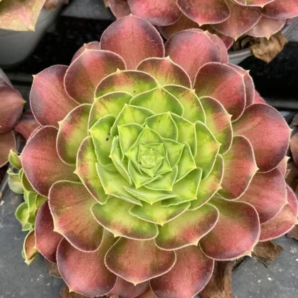 024. Aeonium ‘Prime Bloom’