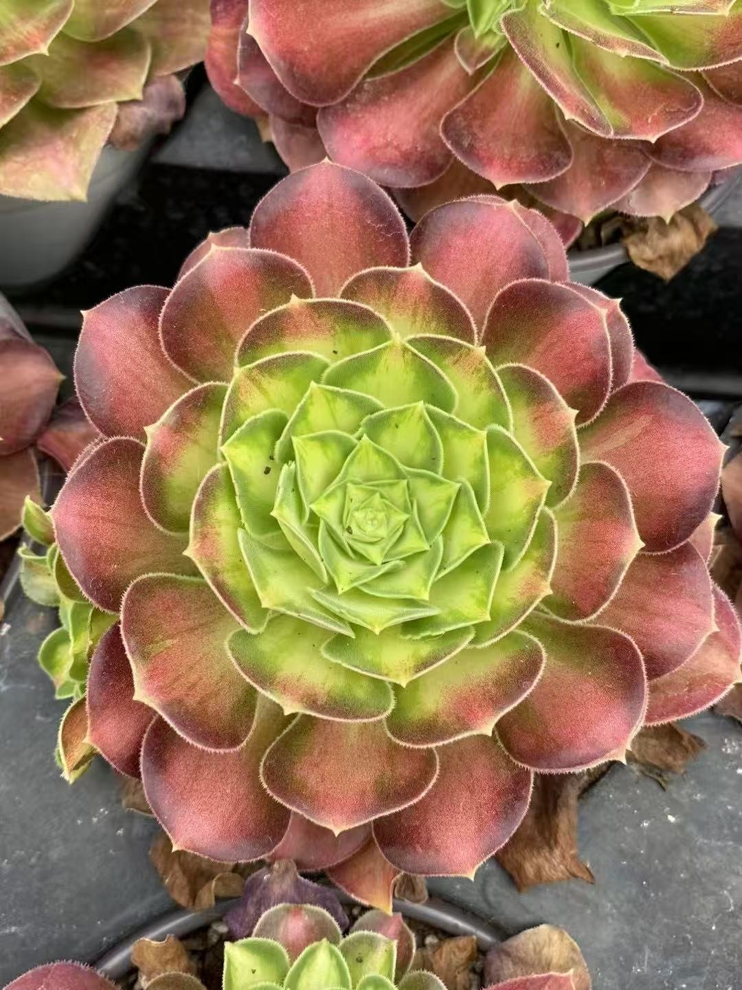 Aeonium20Prime20Bloom3.jpg