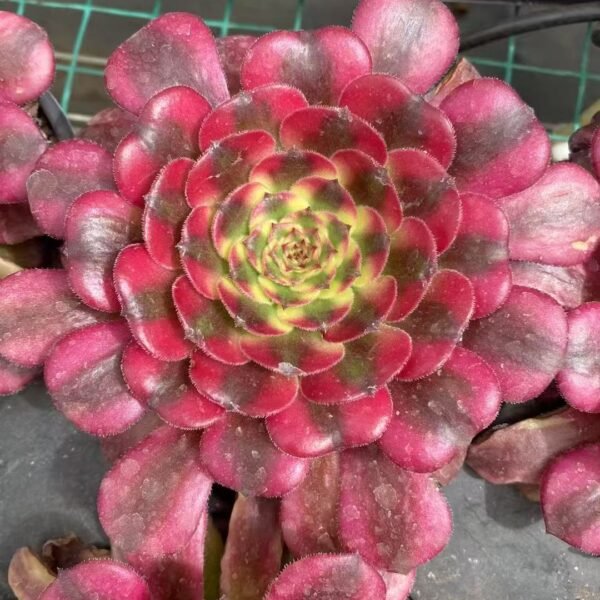 008. Aeonium ‘Rain Agate’