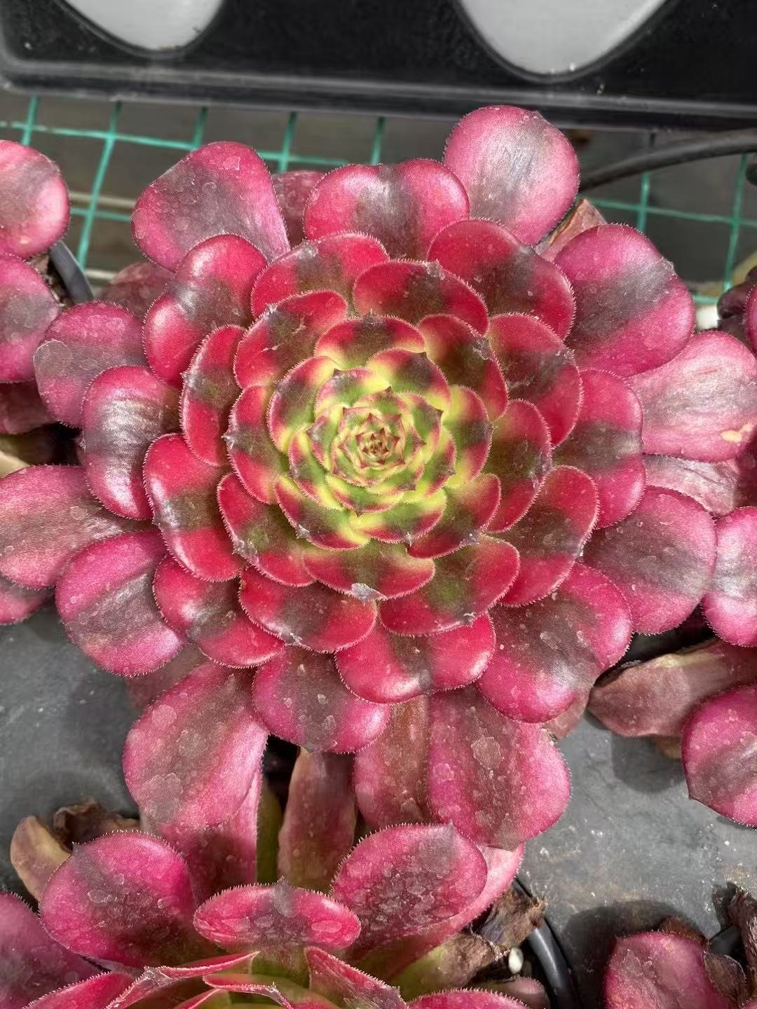 Aeonium20Rain20Agate5.jpg