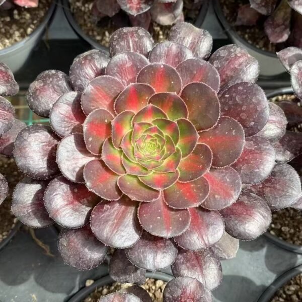 029. Aeonium ‘Sunset Glow’