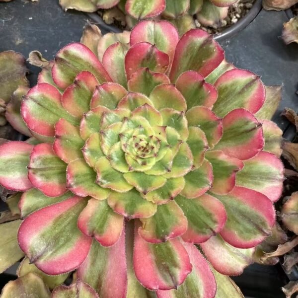 019. Aeonium ‘Tsar’