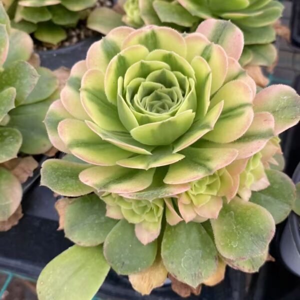 003. Aeonium ‘Zinnia’