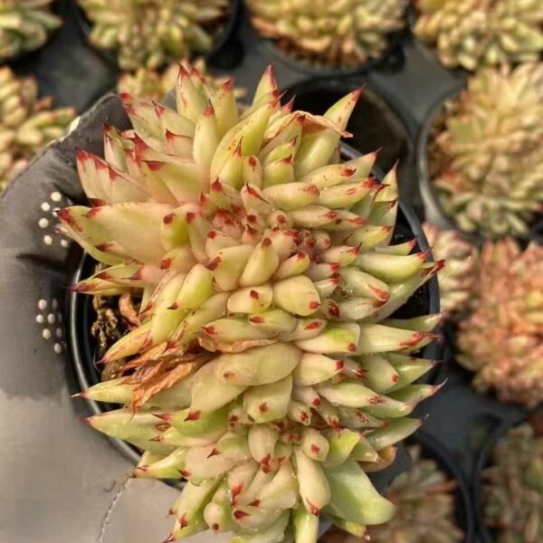 045. Echeveria ‘Aikehun Variegata Cristata’