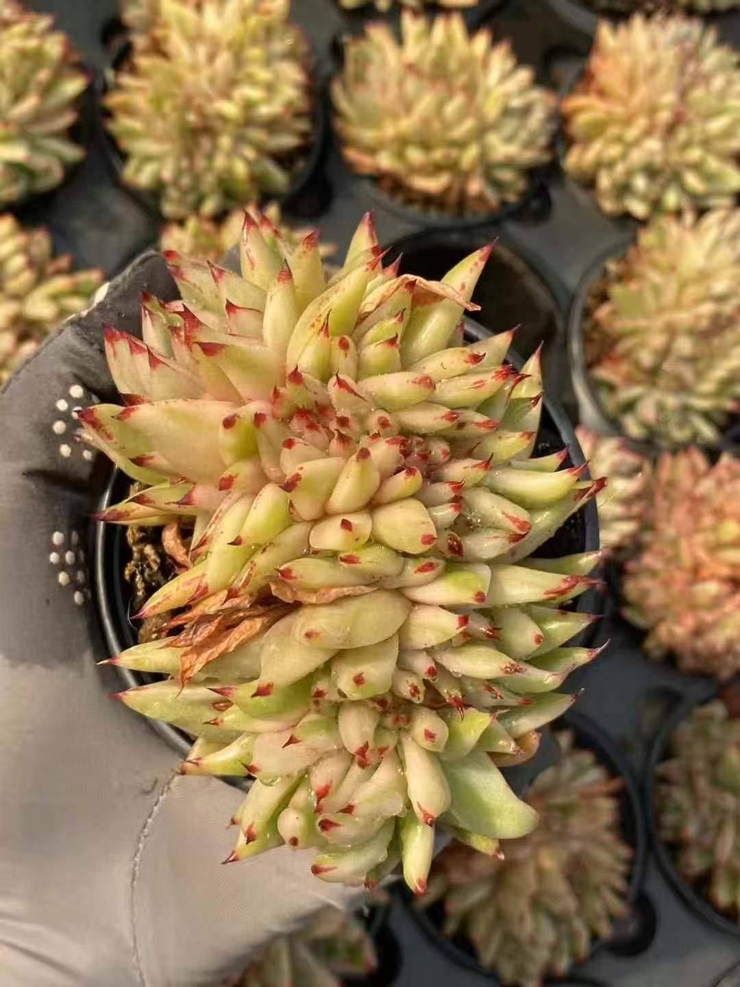 Echeveria20Aikehun20Variegata20Cristata27.jpg