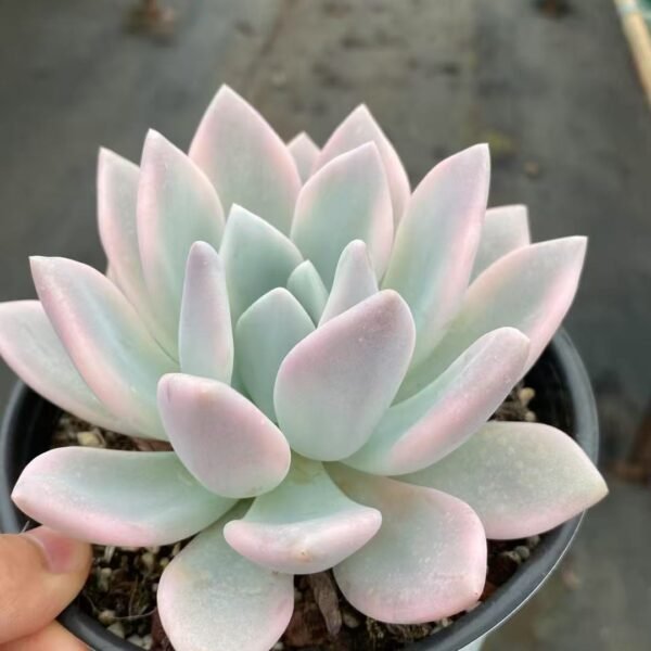 050. Echeveria ‘Aopu Variegata’