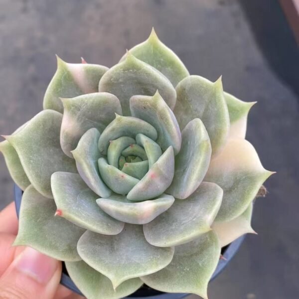 026. Echeveria ‘Baikal Lake Variegata’