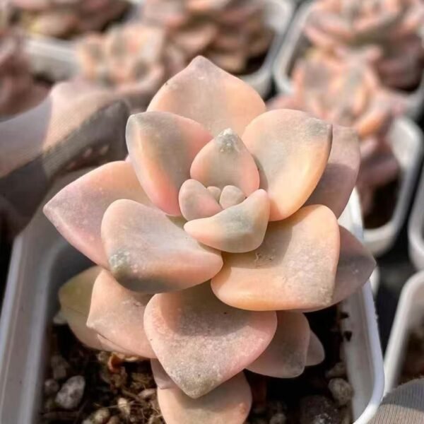 012. Echeveria ‘Beautiful Apricot Variegata’