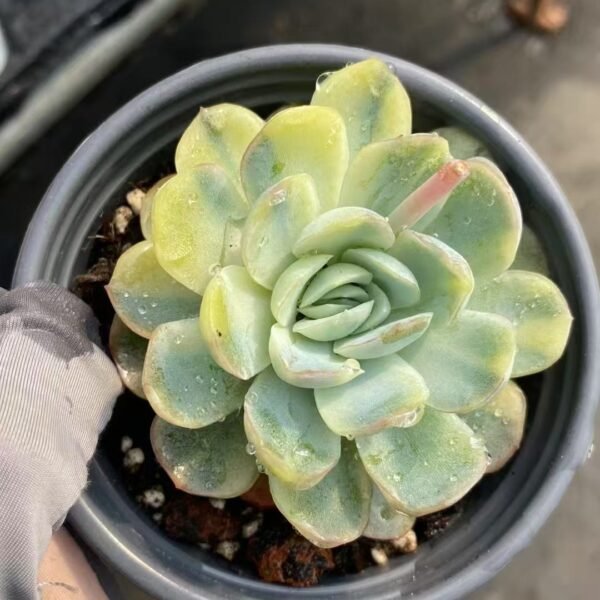 040. Echeveria ‘Berry Variegata’