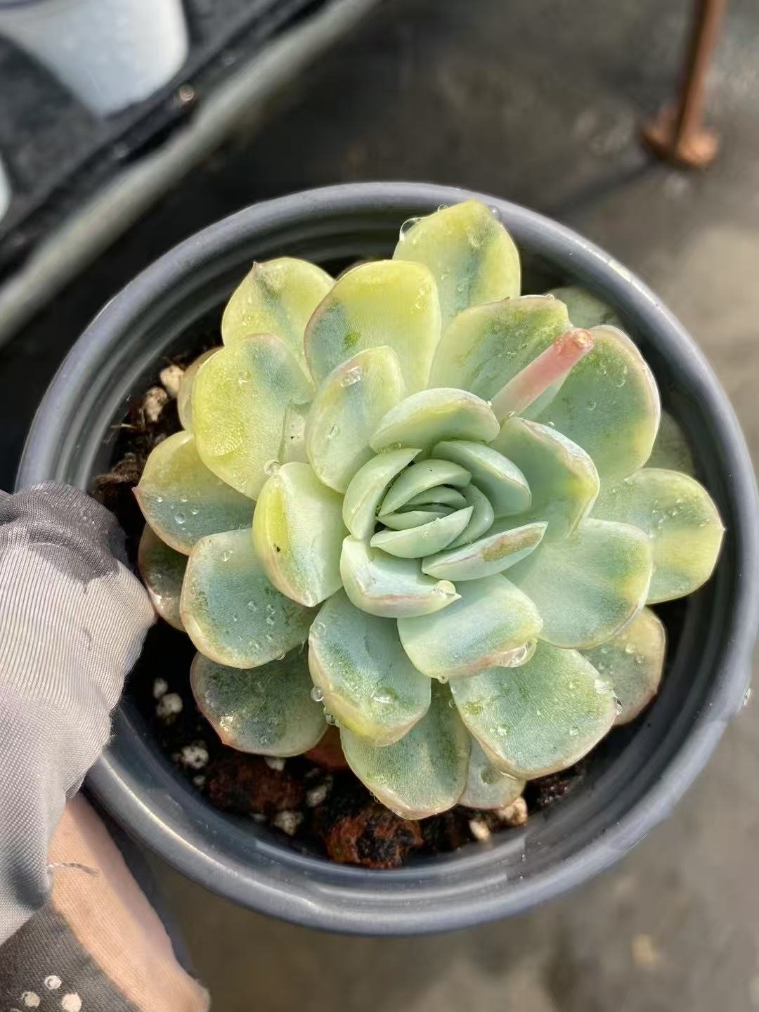 Echeveria20Berry20Variegata29.jpg