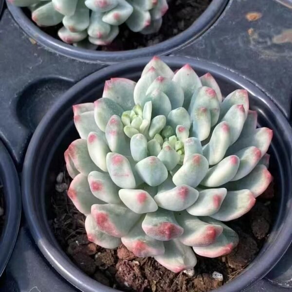 014. Echeveria ‘Blue Apple Variegata’