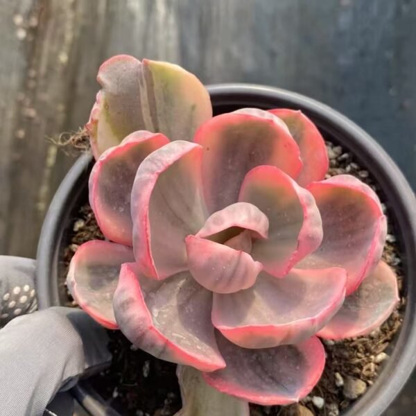 045. Echeveria ‘Blue Rose Variegata’