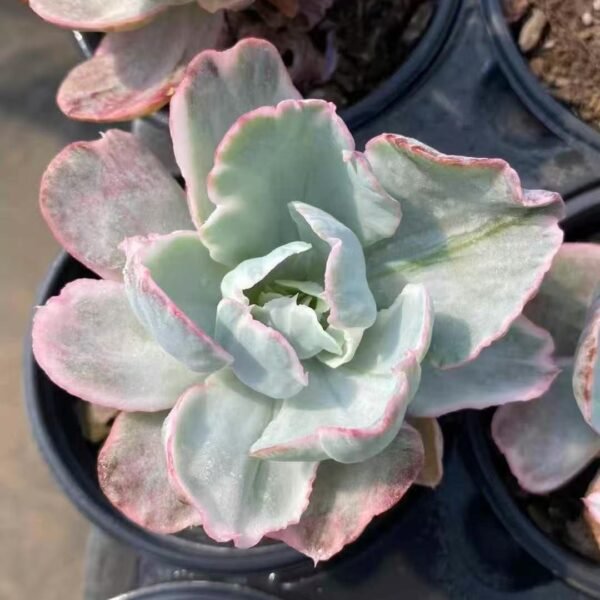 040. Echeveria ‘Flying Cloud Variegata’