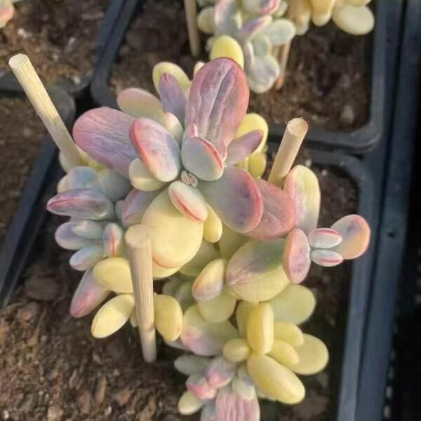 046. Echeveria ‘Fugui Niang Variegata’