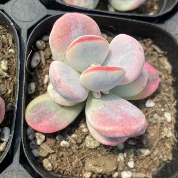048. Echeveria ‘Fugui Niang Variegata’