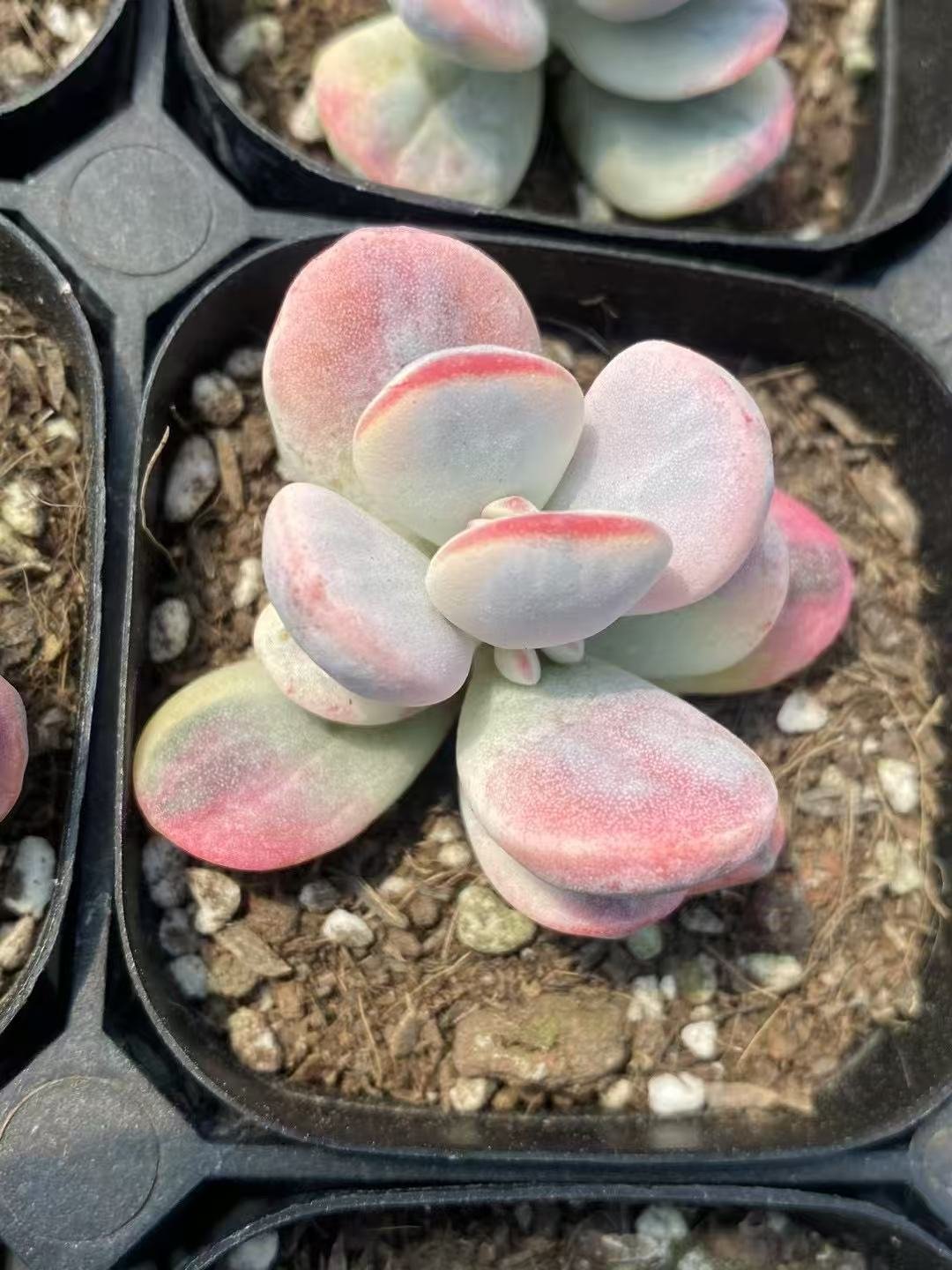 Echeveria20Fugui20Niang20Variegata30.jpg