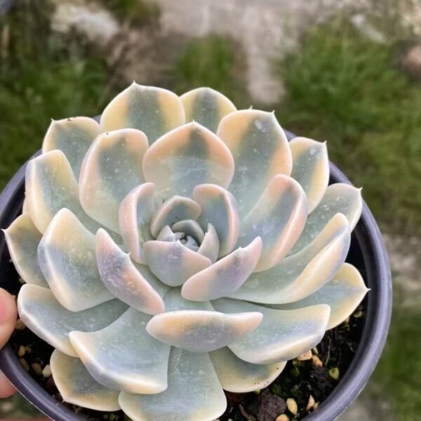 032. Echeveria ‘Hamburg Variegata’