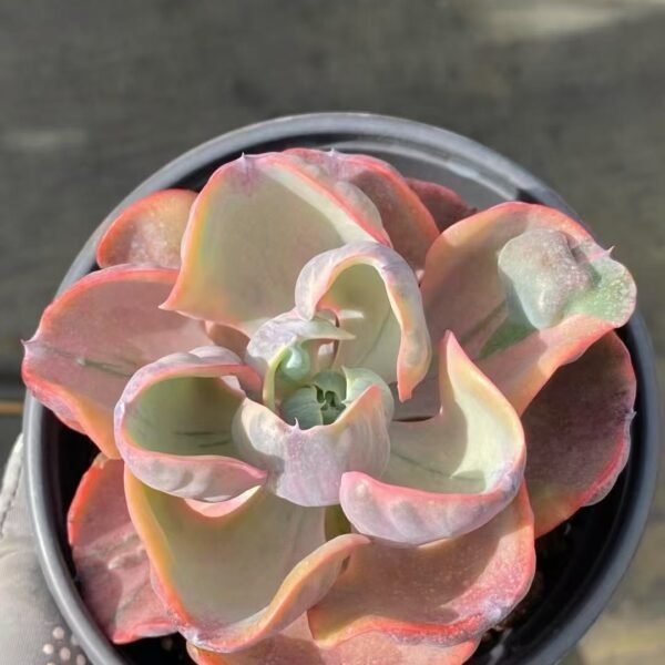 033. Echeveria ‘Heart Moon Variegata’