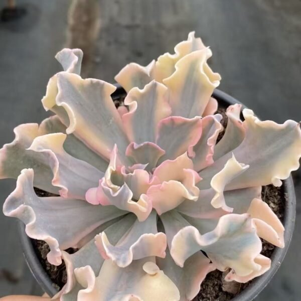 047. Echeveria ‘Liberia Variegata’