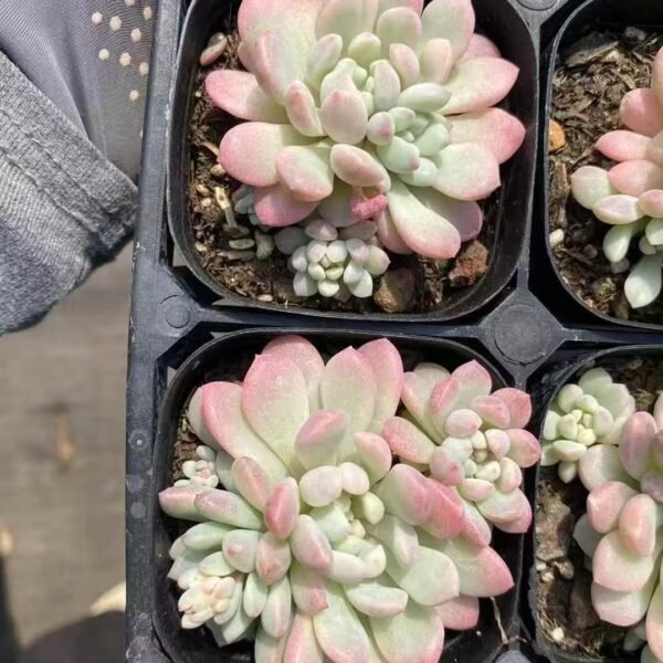024. Echeveria ‘Little Red Egg Variegata’