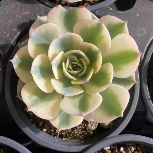 037. Echeveria ‘Lola Variegata’