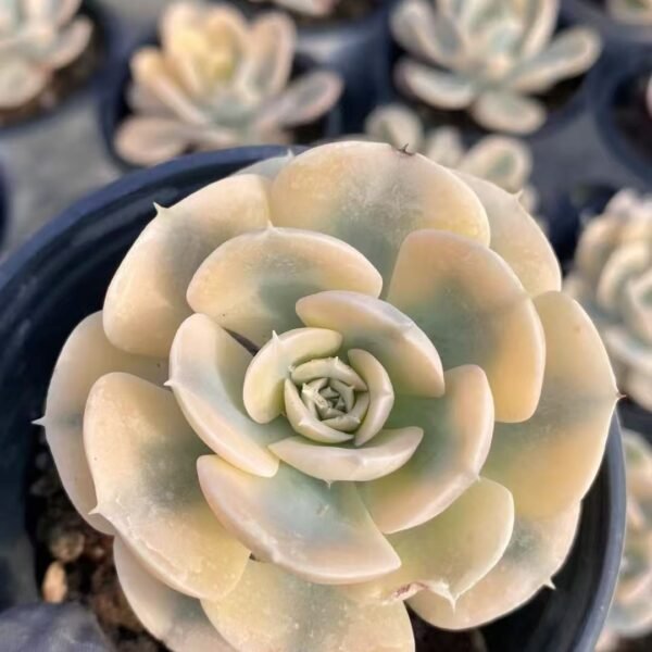 028. Echeveria ‘Lushi Variegata’