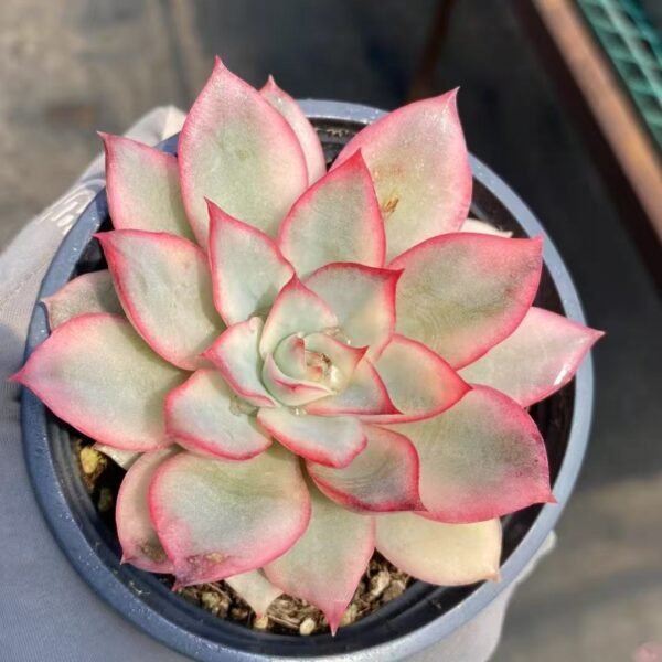 041. Echeveria ‘Moon Goddess Variegata’