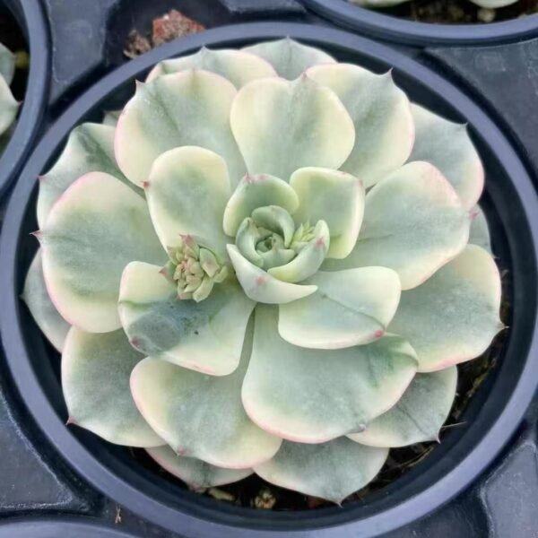 025. Echeveria ‘Nana Hook Variegata’