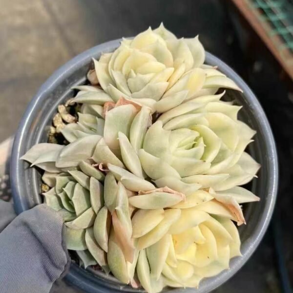 043. Echeveria ‘Onslow Variegata’