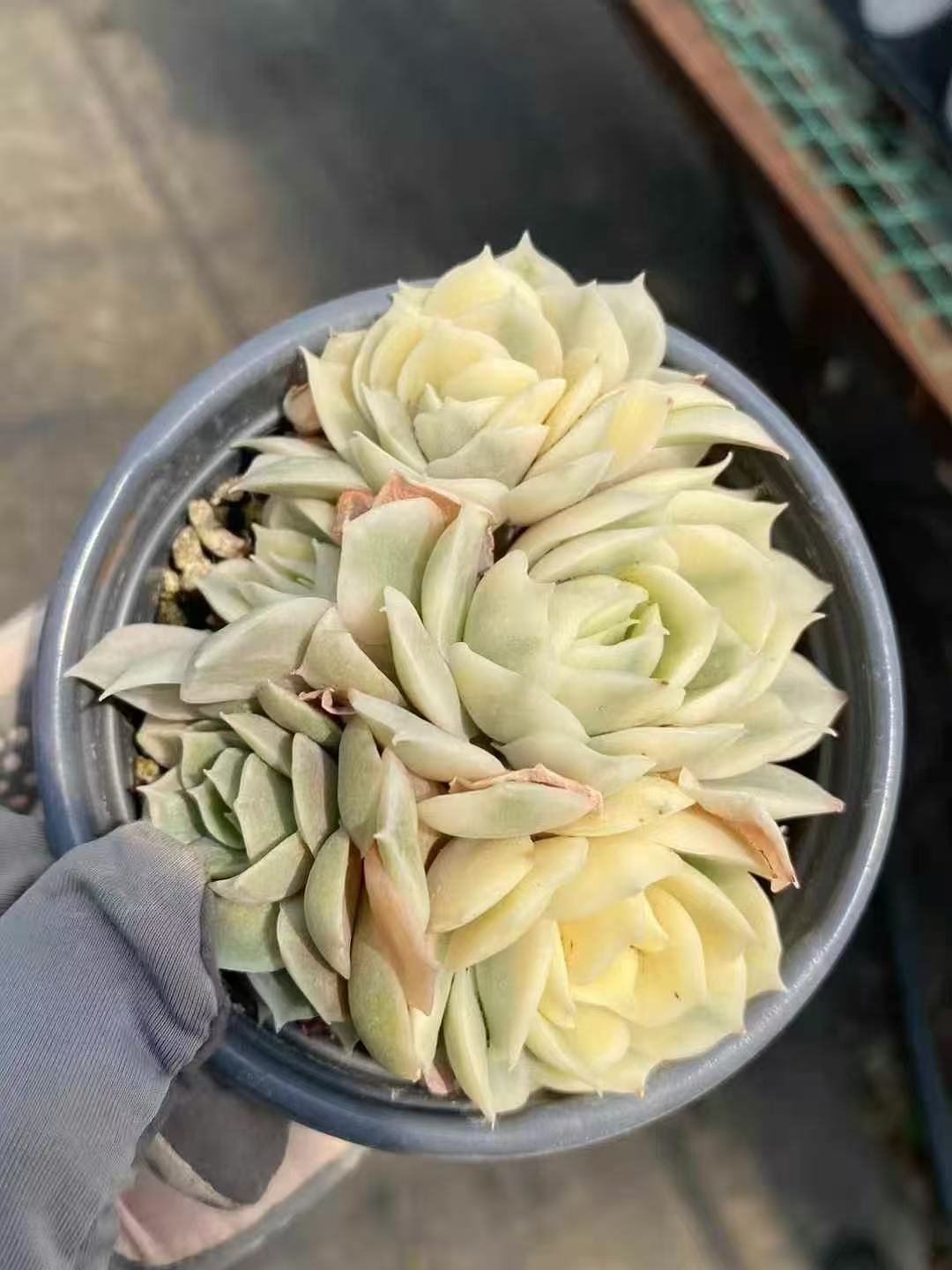 Echeveria20Onslow20Variegata28.jpg