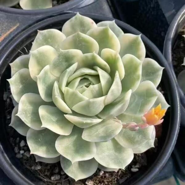 035. Echeveria ‘Onslow Variegata’