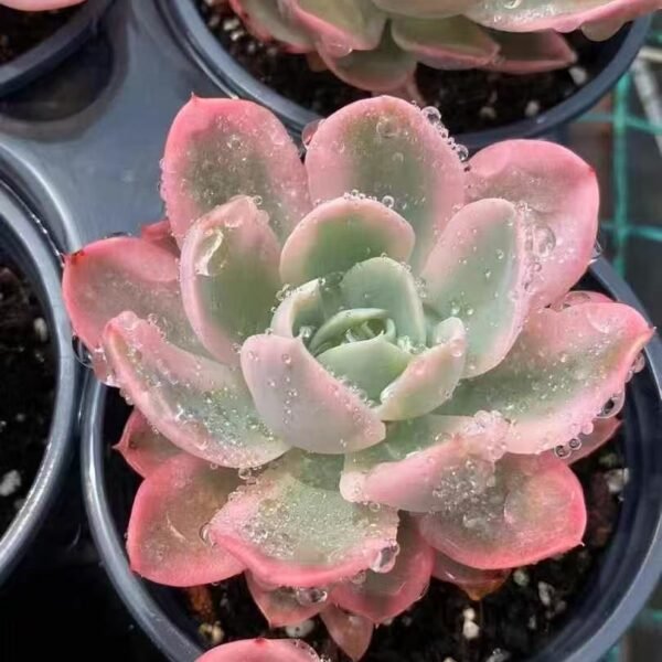 020. Echeveria ‘Pink Bella Variegata’