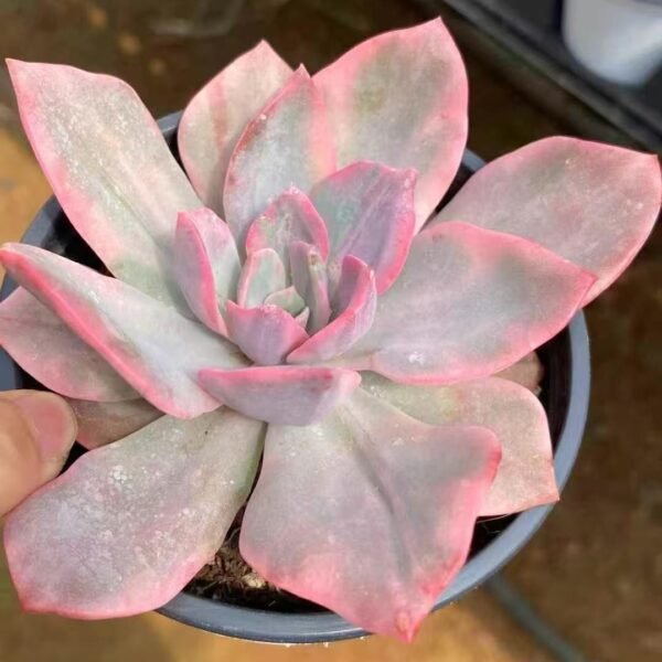 038. Echeveria ‘Pink Harry Variegata’