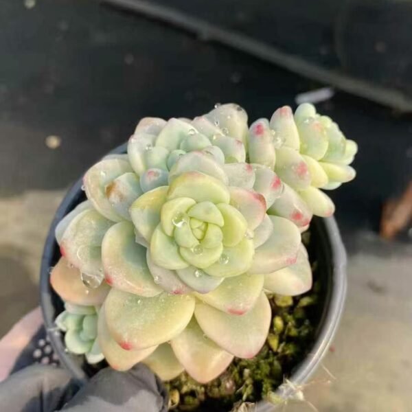 014. Echeveria ‘Raul Variegata’