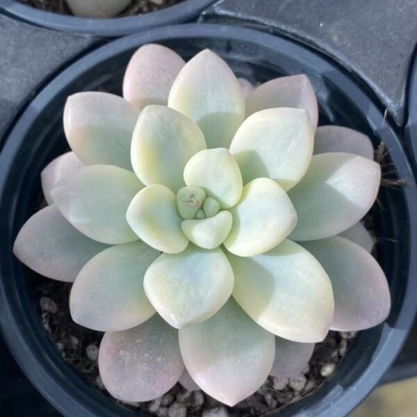 002. Echeveria ‘Roselle Variegata’