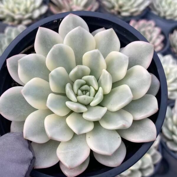 023. Echeveria ‘Ruby Variegata’