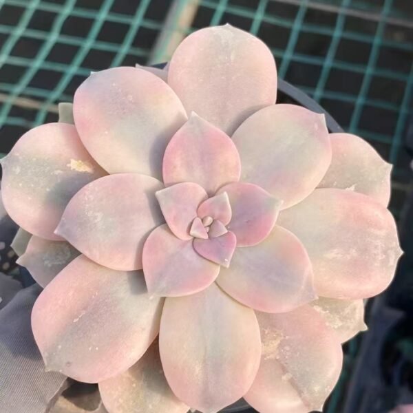 026. Echeveria ‘Splendid Offset Variegata’