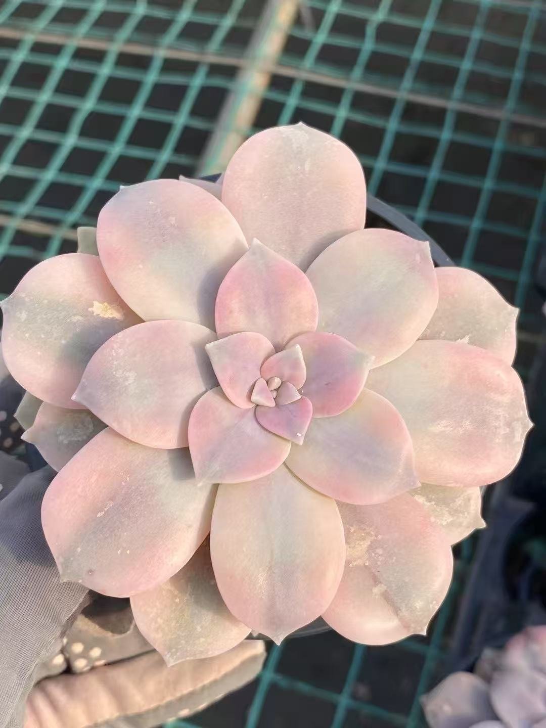 Echeveria20Splendid20Offset20Variegata2.jpg