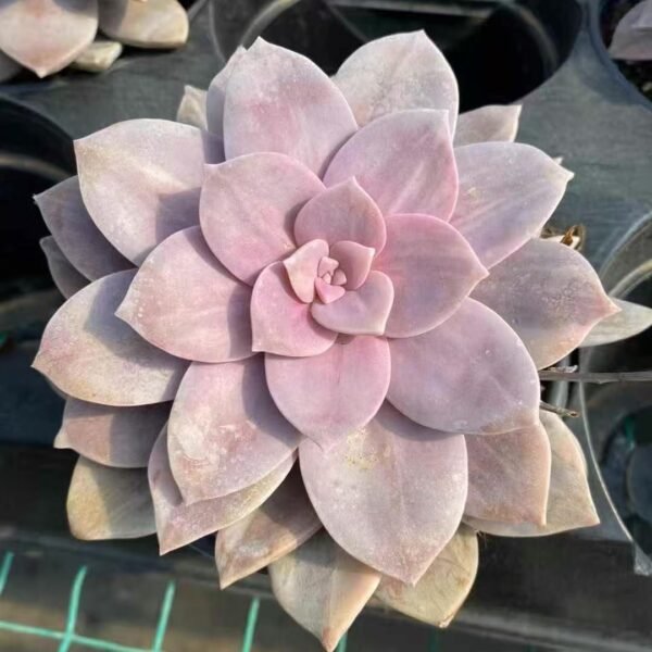 Echeveria ‘Splendid Pinwheel Variegata’