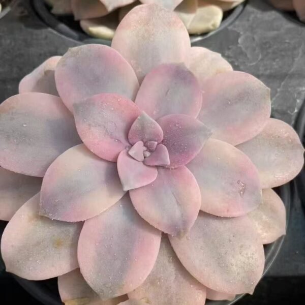 008. Echeveria ‘Splendid Pinwheel Variegata’