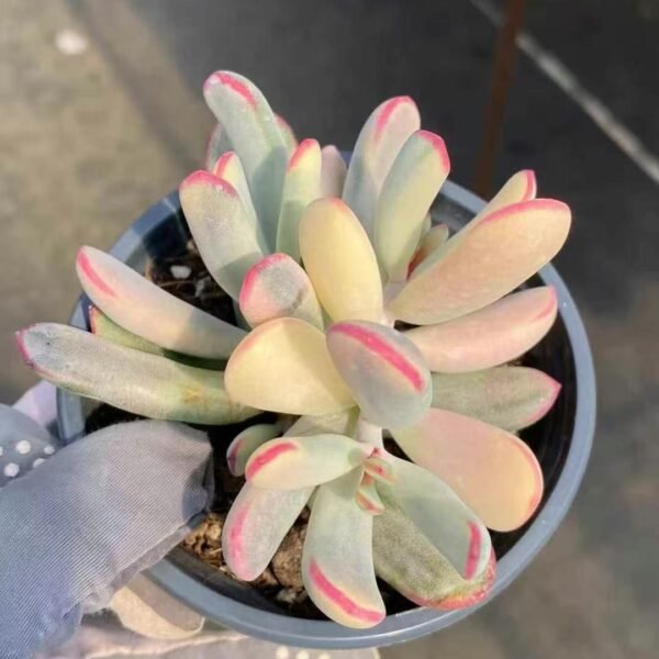 030. Echeveria ‘Stick Leaf Fugui Niang Variegata’